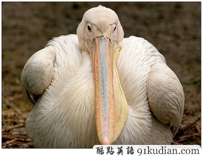 動(dòng)物世界:世界上最胖的10個(gè)動(dòng)物