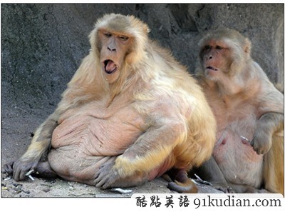 動物世界:世界上最胖的10個動物