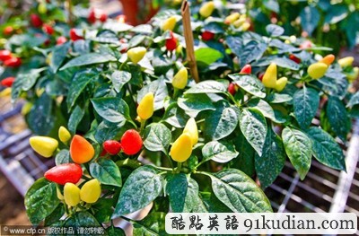 大千世界:科學(xué)培育