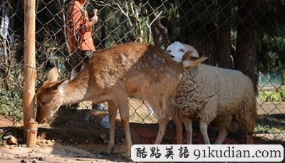 它們終于走到一起了! 相戀羊鹿情人節(jié)大婚