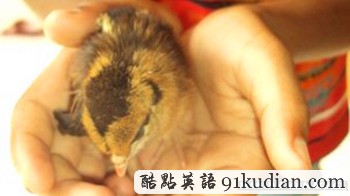 先有雞后有蛋? 母雞不產蛋直接生小雞