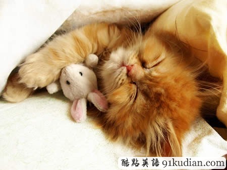 大千世界:10種動物可愛的睡姿