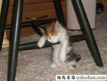 大千世界:10種動物可愛的睡姿