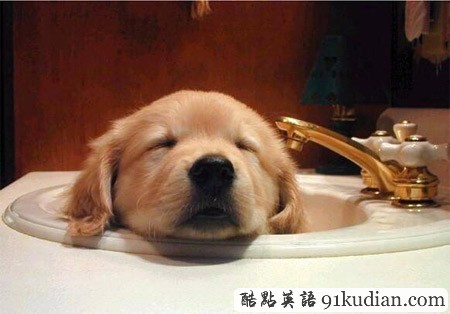 大千世界:10種動物可愛的睡姿