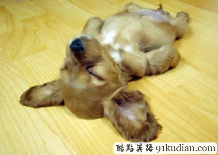 大千世界:10種動物可愛的睡姿