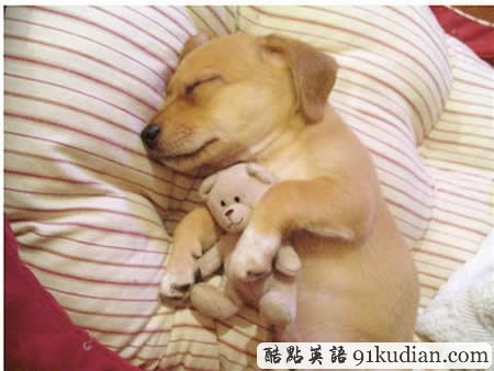 大千世界:10種動物可愛的睡姿