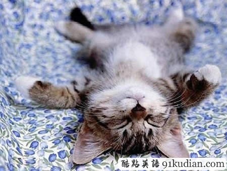 大千世界:10種動物可愛的睡姿