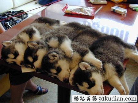 大千世界:10種動物可愛的睡姿