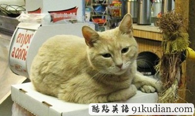 美國小城喵星人當市長 迎來第15年任期