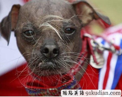 中國冠毛犬獲評世界最丑狗 因天生丑勝出