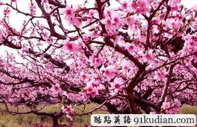 亂花漸欲迷人眼:盤(pán)點(diǎn)全球五大鮮花勝地