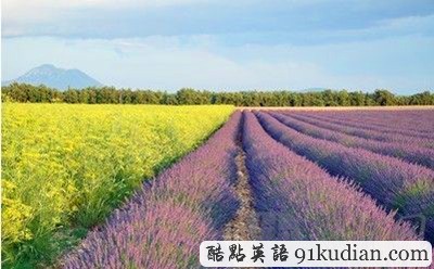 亂花漸欲迷人眼:盤點全球五大鮮花勝地