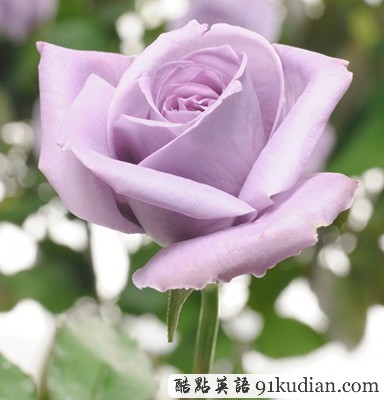 世界上第一支"藍(lán)色"玫瑰即將登陸美國(guó)