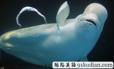 大千世界:愛(ài)吹泡泡的大白鯨