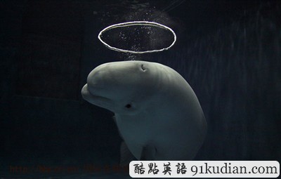 大千世界:愛吹泡泡的大白鯨