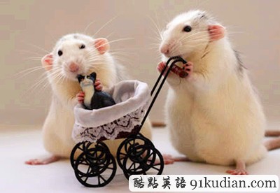 趣圖妙語(yǔ):動(dòng)物版本看圖說話(下)