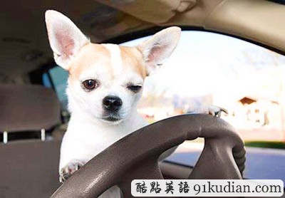 趣圖妙語:動物版本看圖說話(下)