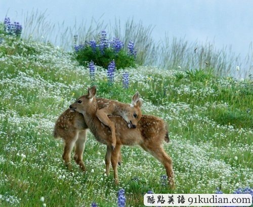 趣圖妙語:動物用行動告訴人類友誼的真正含義