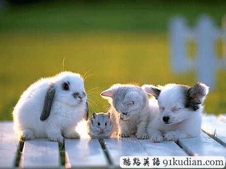 趣圖妙語:動(dòng)物用行動(dòng)告訴人類友誼的真正含義