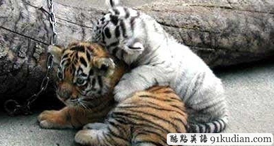 趣圖妙語(yǔ):動(dòng)物用行動(dòng)告訴人類友誼的真正含義