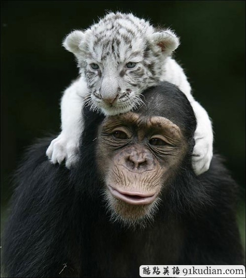 趣圖妙語:動物用行動告訴人類友誼的真正含義