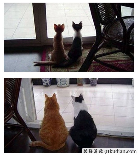 趣圖妙語:動物用行動告訴人類友誼的真正含義