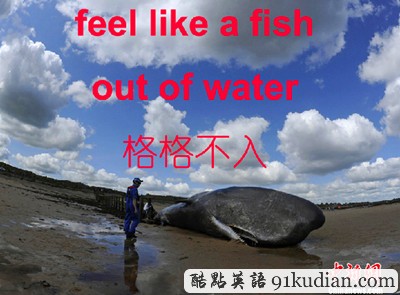 看圖學(xué)英文:動(dòng)物世界的那些事兒