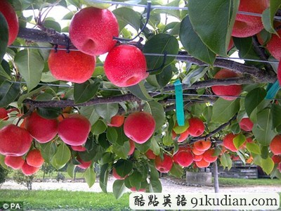 外表蘋果,內(nèi)心很梨的