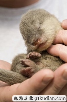 趣圖妙語:新生水獺寶寶