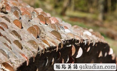 大千世界:英國驚現(xiàn)數(shù)棵"搖錢樹"