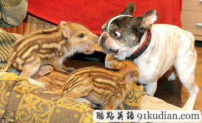 愛(ài)無(wú)界:法國(guó)斗牛犬成小野豬