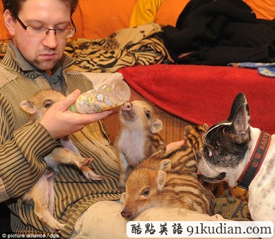 愛(ài)無(wú)界:法國(guó)斗牛犬成小野豬