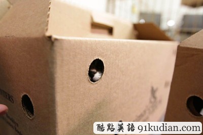 萌物語(yǔ):貓咪TV show現(xiàn)場(chǎng)實(shí)錄