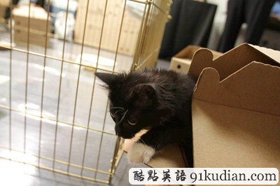 萌物語:貓咪TV show現(xiàn)場實(shí)錄