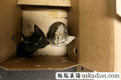 萌物語:貓咪TV show現(xiàn)場實錄