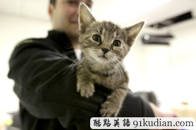 萌物語:貓咪TV show現(xiàn)場實錄