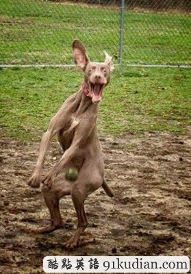 趣圖妙語(yǔ):我們也懂得何為喜感~