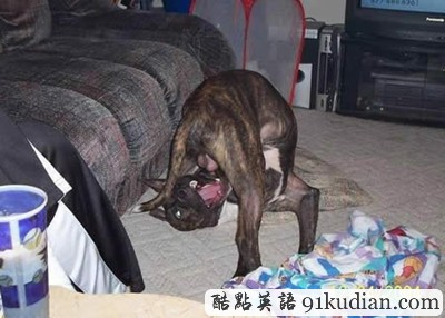 趣圖妙語:我們也懂得何為喜感~