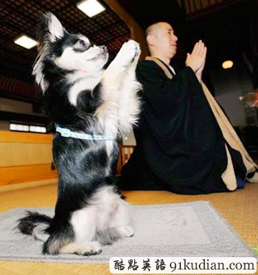 趣圖妙語(yǔ):動(dòng)物版本看圖說(shuō)話(上)