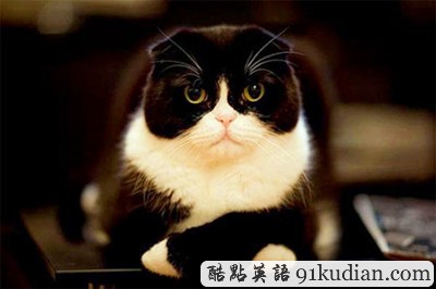 趣圖妙語(yǔ):動(dòng)物版本看圖說(shuō)話(huà)(上)