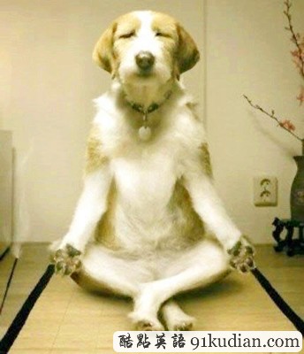 趣圖妙語(yǔ):動(dòng)物版本看圖說(shuō)話(上)