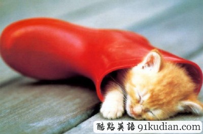 趣圖妙語(yǔ):動(dòng)物萌物語(yǔ)之我們愛(ài)睡覺(jué)