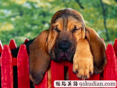 趣圖妙語:動物萌物語之我們愛睡覺