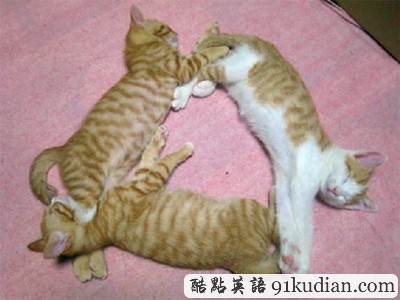 趣圖妙語:動(dòng)物萌物語之我們愛睡覺