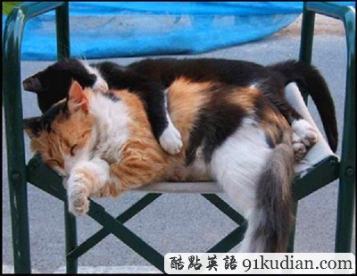 趣圖妙語:動物萌物語之我們愛睡覺