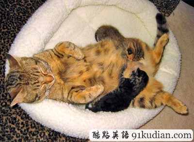 趣圖妙語:動(dòng)物萌物語之我們愛睡覺