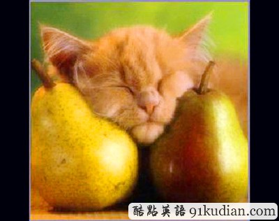 趣圖妙語(yǔ):動(dòng)物萌物語(yǔ)之我們愛睡覺(jué)