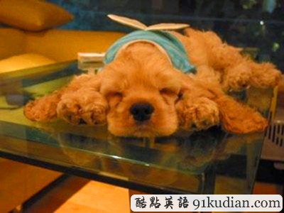 趣圖妙語:動物萌物語之我們愛睡覺