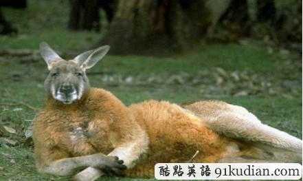 現(xiàn)實(shí)版馬達(dá)加斯加:德國動物園狐貍野豬助袋鼠出逃
