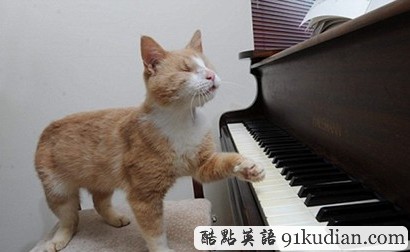 英國(guó)盲貓愛彈鋼琴 用音樂(lè)的力量感知世界
